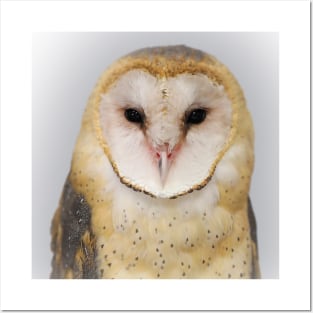 Portrait of a Sweet Barn Owl Named Sara Posters and Art